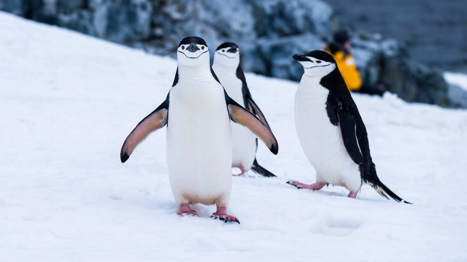 Gentoo colony, the Peninsula