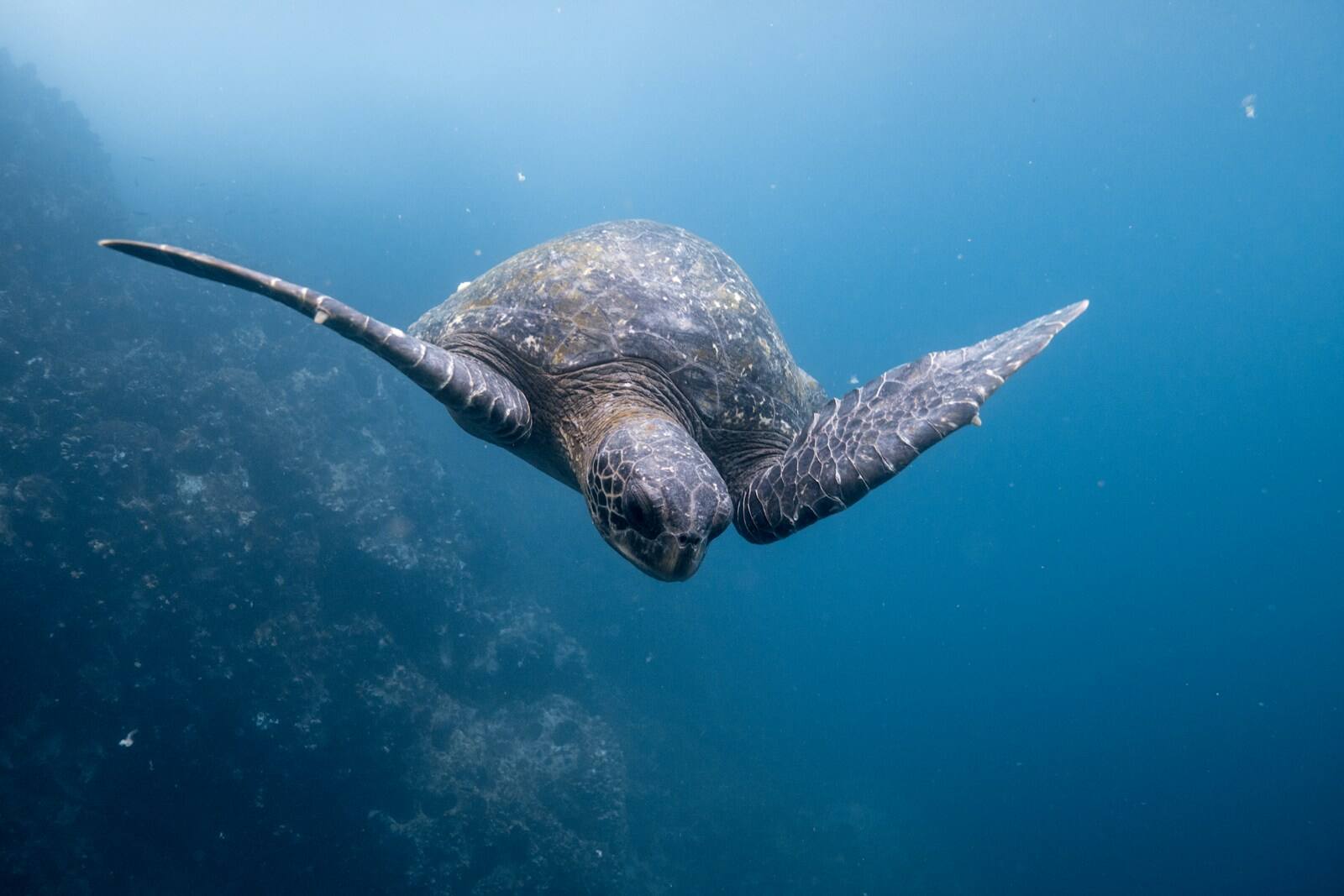 Green turtle, the shallows